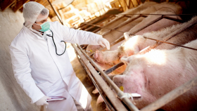 В Европу пришла нестандартная для континента болезнь свиней